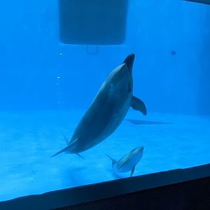 Bottlenose Dolphin and baby