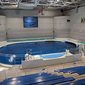 Bottlenose Dolphin pool