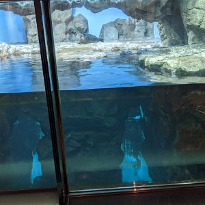 Spotted Seal (Phoca largha) tank