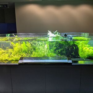 Japanese Ricefish tank