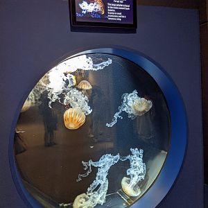 South American Sea Nettle Jellyfish (Chrysaora plocamia)