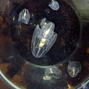 Kabuto Comb Jellyfish (Bolinopsis mikado)