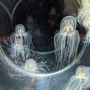 Hydrozoa (Spirocodon saltator)