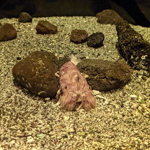 Unicorn Slipper Lobster (Galearctus timidus)