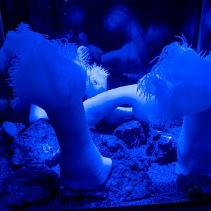 Four-leaf Sea Anemones (Isactinernus quadrilobatus)