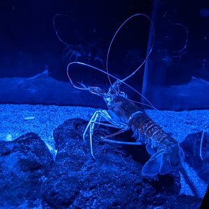 Kubo Spiny Lobster (Puerulus angulatus)