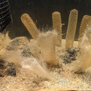 Venus' Flower Basket (Euplectella aspergillum)