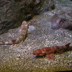 Cloudy Catsharks (Scyliorhinus torazame)