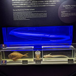 Oarfish (Regalecus glesne) specimen