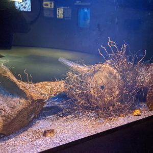 Whalebone and Tube-Worms (Lamellibrachia satsuma)