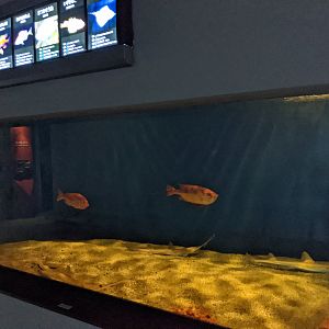 Japanese Sawshark tank