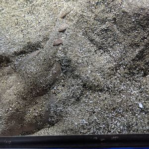 Japanese Angelshark (Squatina japonica)