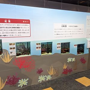 Marine algae room