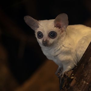 Senegal galago : Cotswold WP : 14 Mar 2025