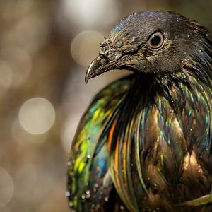 Nicobar pigeon : Cotswold WP : 14 Mar 2025
