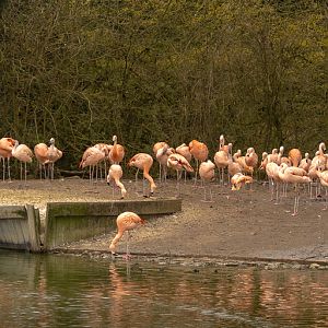 Chilean flamingo : Cotswold WP : 14 Mar 2025
