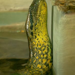 Green anaconda : Cotswold WP : 14 Mar 2025