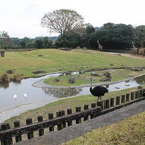African Savannah - Hirakawa Zoo (Kagoshima)