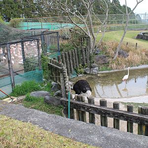 Greater Flamingos - Hirakawa Zoo (Kagoshima)