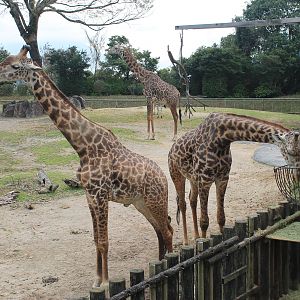 Giraffes - Hirakawa Zoo (Kagoshima)