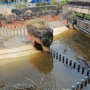 Hippo pools - Hirakawa Zoo (Kagoshima)