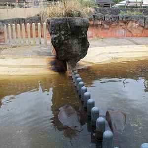 Hippo pools - Hirakawa Zoo (Kagoshima)