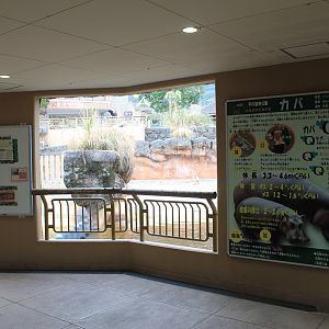 Hippo interior viewing - Hirakawa Zoo (Kagoshima)