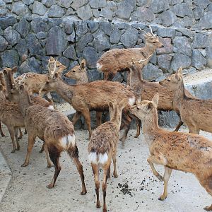 Mageshima Sika Deer - Hirakawa Zoo (Kagoshima)