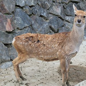 Taiwan Sika Deer - Hirakawa Zoo (Kagoshima)