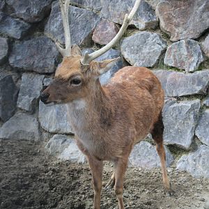 Taiwan Sika Deer - Hirakawa Zoo (Kagoshima)