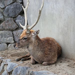 Taiwan Sika Deer - Hirakawa Zoo (Kagoshima)