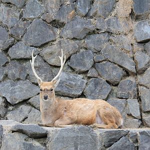 Taiwan Sika Deer - Hirakawa Zoo (Kagoshima)