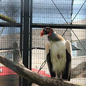 King Vulture (Sarcoramphus papa) - Hirakawa Zoo (Kagoshima)