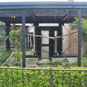 Black Kite (Milvus migrans) aviary - Hirakawa Zoo (Kagoshima)