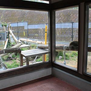 Japanese Raccoon Dog - Hirakawa Zoo (Kagoshima)