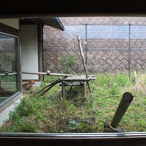 Japanese Red Fox - Hirakawa Zoo (Kagoshima)