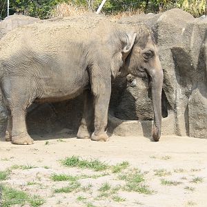 Indian Elephant - Hirakawa Zoo (Kagoshima)