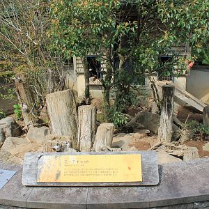 Meerkats - Hirakawa Zoo (Kagoshima)