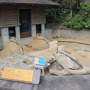 Black-tailed Prairie Dogs - Hirakawa Zoo (Kagoshima)