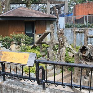 Common Raccoon - Hirakawa Zoo (Kagoshima)