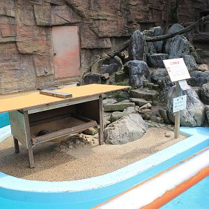 Small-clawed Otter - Hirakawa Zoo (Kagoshima)