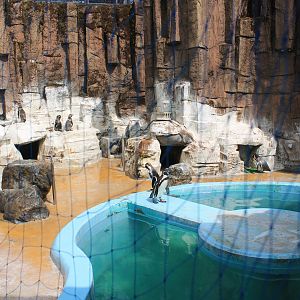 Humboldt Penguins - Hirakawa Zoo (Kagoshima)