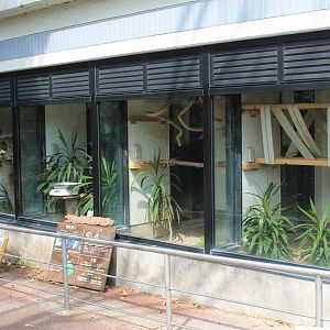 Cottontop Tamarins - Hirakawa Zoo (Kagoshima)