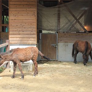 Tokara Pony - Hirakawa Zoo (Kagoshima)