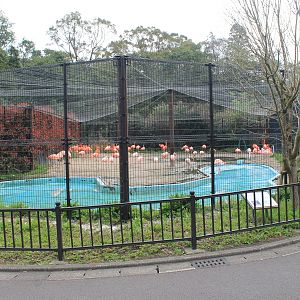 Caribbean and Chilean Flamingos - Hirakawa Zoo (Kagoshima)