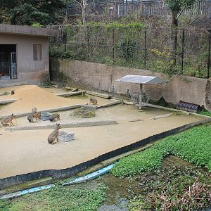 Patagonian Mara - Hirakawa Zoo (Kagoshima)
