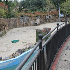 Brazilian Tapir - Hirakawa Zoo (Kagoshima)