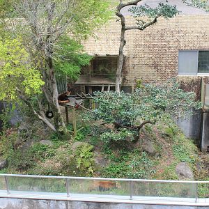 Red Pandas - Hirakawa Zoo (Kagoshima)