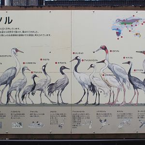 Cranes of the World signage - Hirakawa Zoo (Kagoshima)