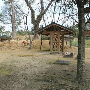 Red Kangaroos - Hirakawa Zoo (Kagoshima)